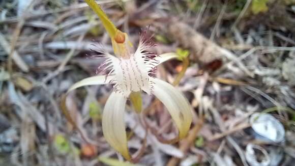 Image of Coastal white spider orchid