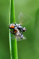 Image of Cylindromyia interrupta (Meigen 1824)