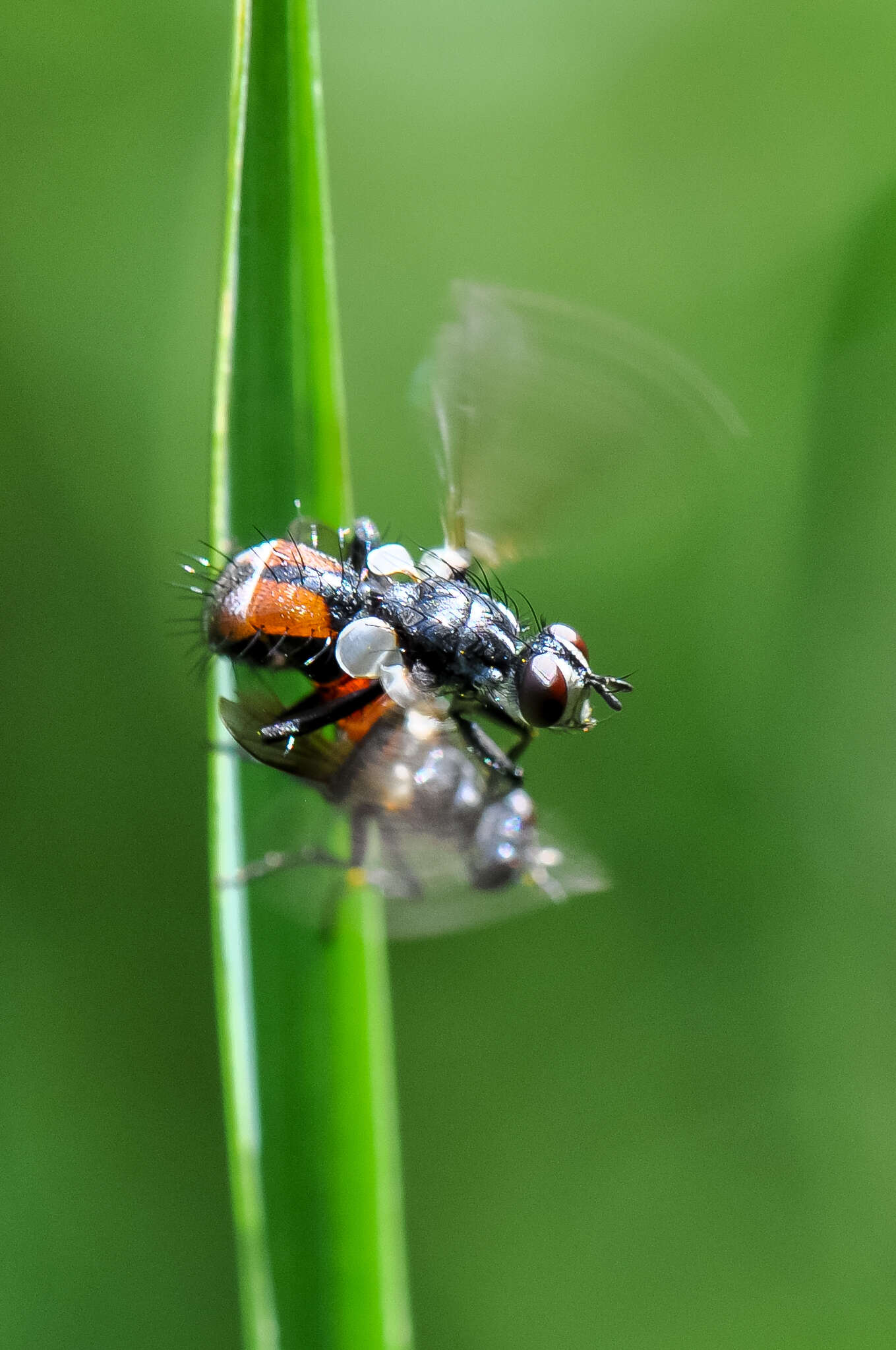 Image of Cylindromyia interrupta (Meigen 1824)