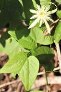 Image of Passiflora capsularis L.