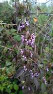 Image of black horehound