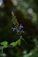 Image of Salvia connivens Epling