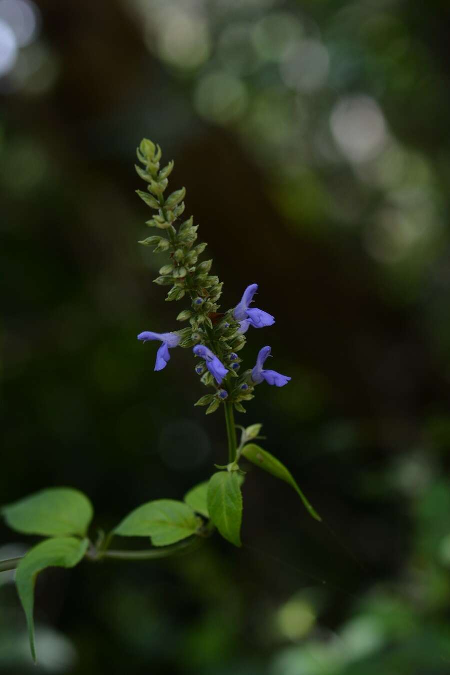 Image of Salvia connivens Epling