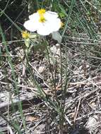 Image of Helianthemum apenninum subsp. apenninum