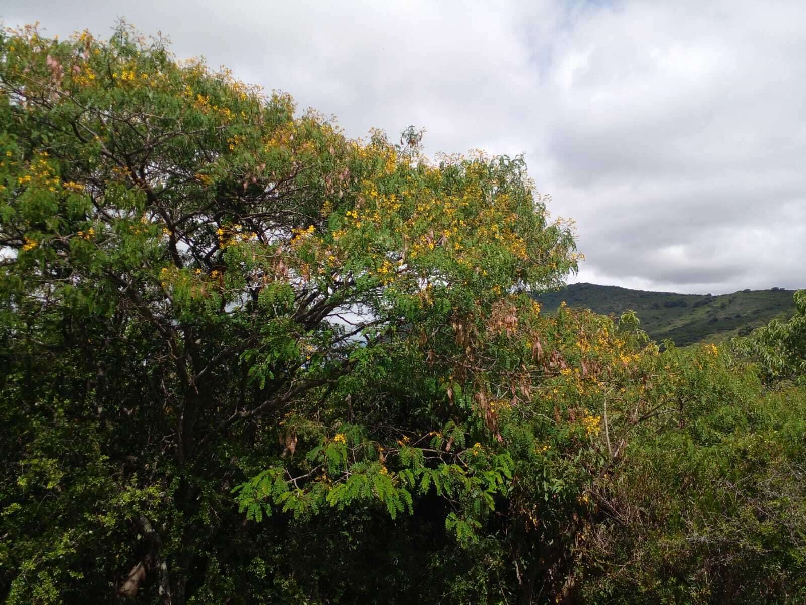 Image of Senna polyantha (Collad.) H. S. Irwin & Barneby