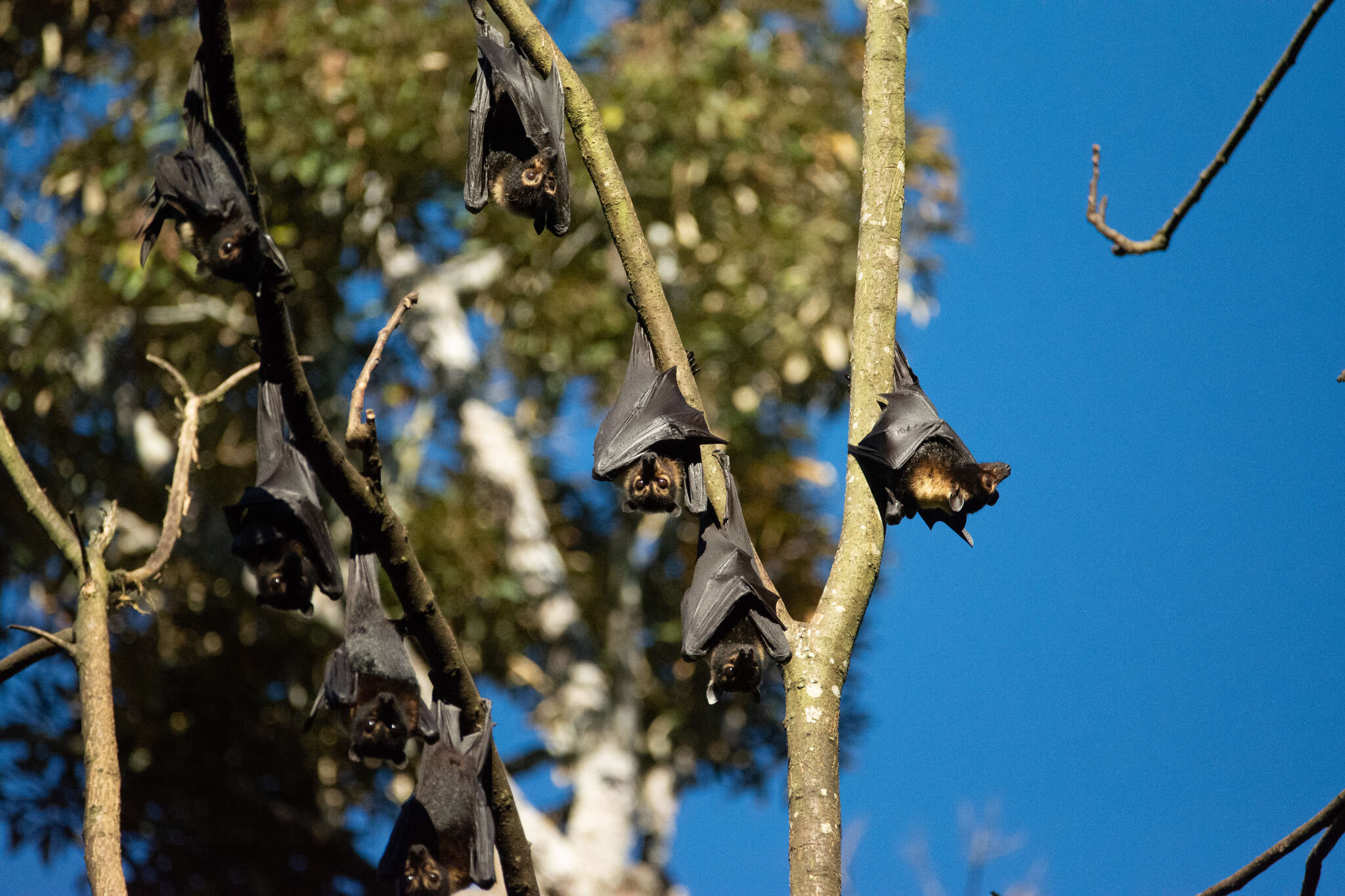 Image of Spectacled Flying Fox