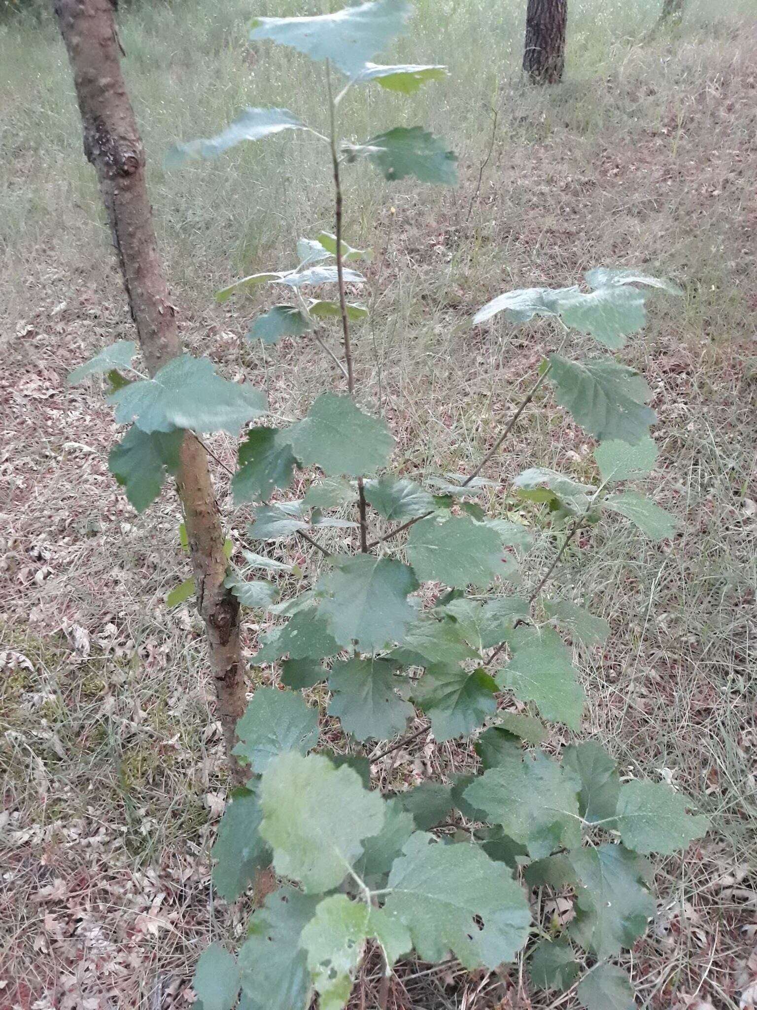 Image de Karpatiosorbus latifolia (Lam.) Sennikov & Kurtto