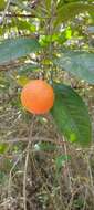 Image of Citrus limonia Osbeck