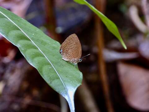 Plancia ëd Arhopala epimuta (Moore 1857)