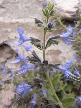 Image of Lophanthus chinensis Benth.