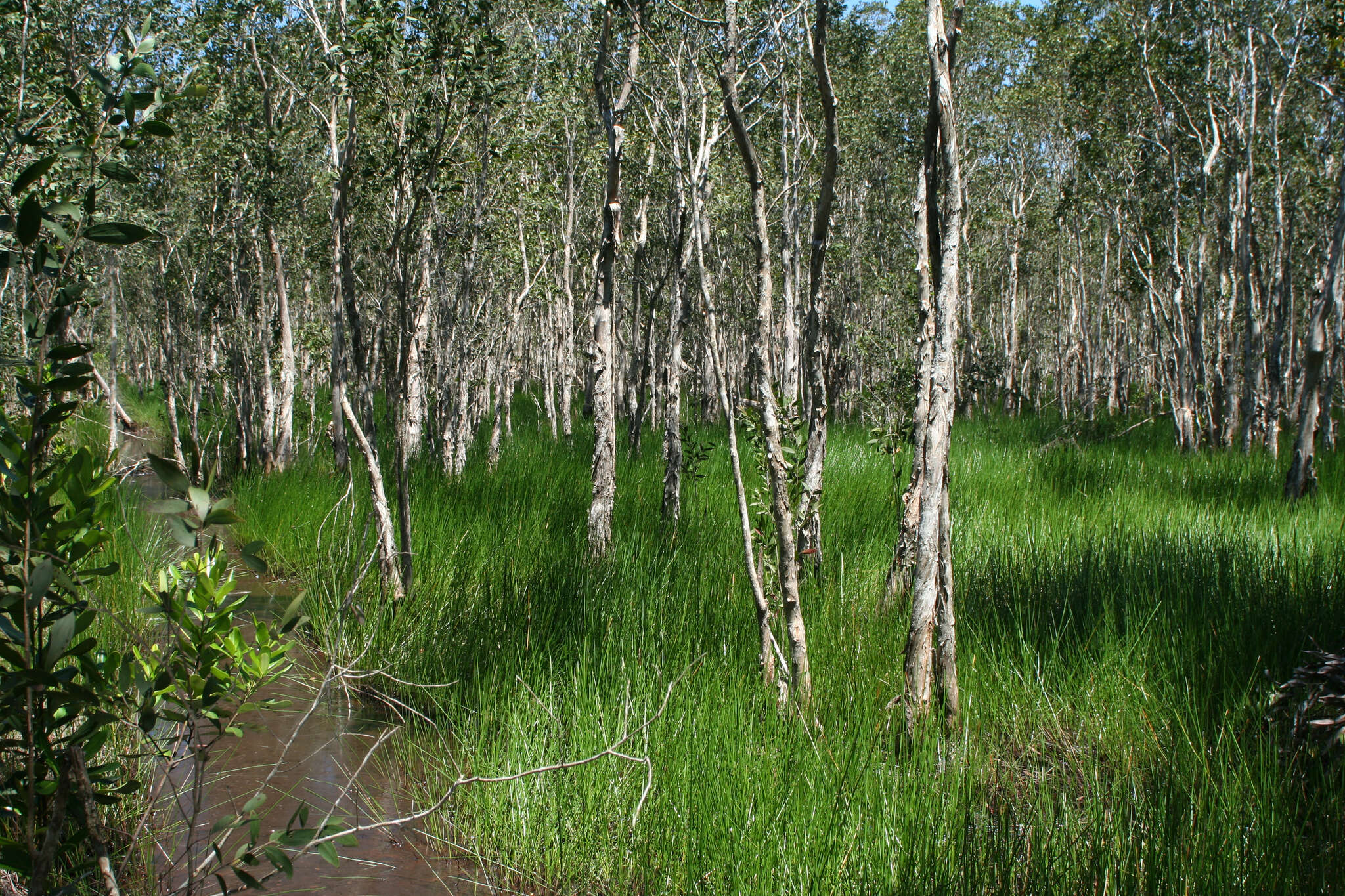 Image of cajeput