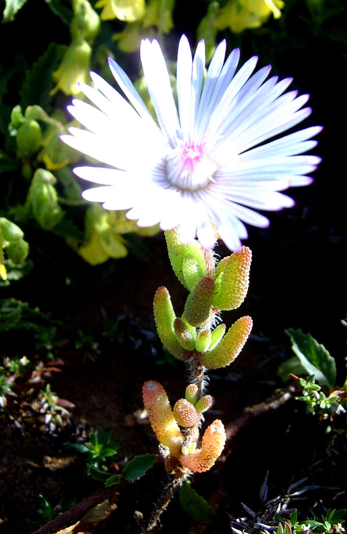 Image of Drosanthemum striatum (Haw.) Schwant.