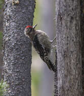 Image of Red-naped Sapsucker