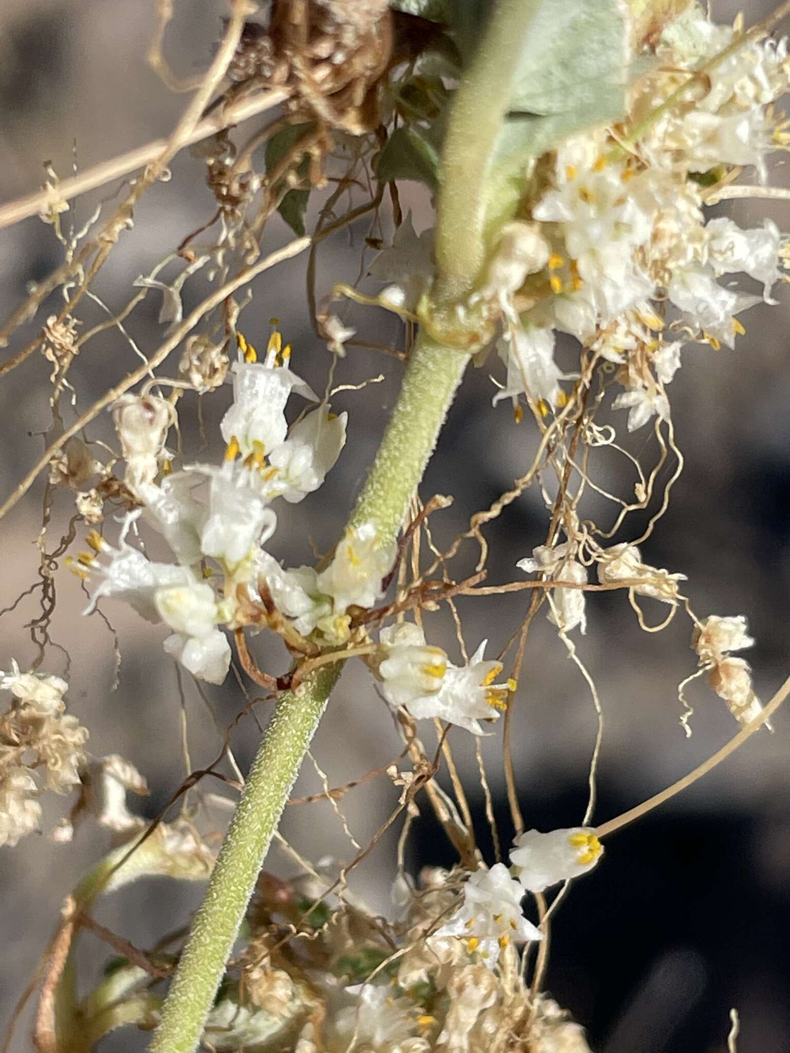 Imagem de Cuscuta tuberculata T. S. Brandegee