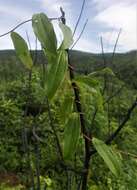 Image of Dioscorea bemandry Jum. & H. Perrier