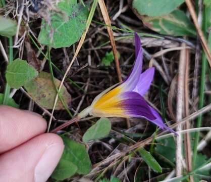 Image of Romulea clusiana (Lange) Nyman