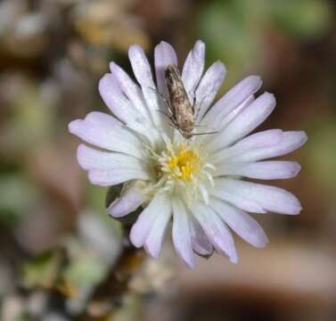 Imagem de Delosperma klinghardtianum (Dinter) Schwant.