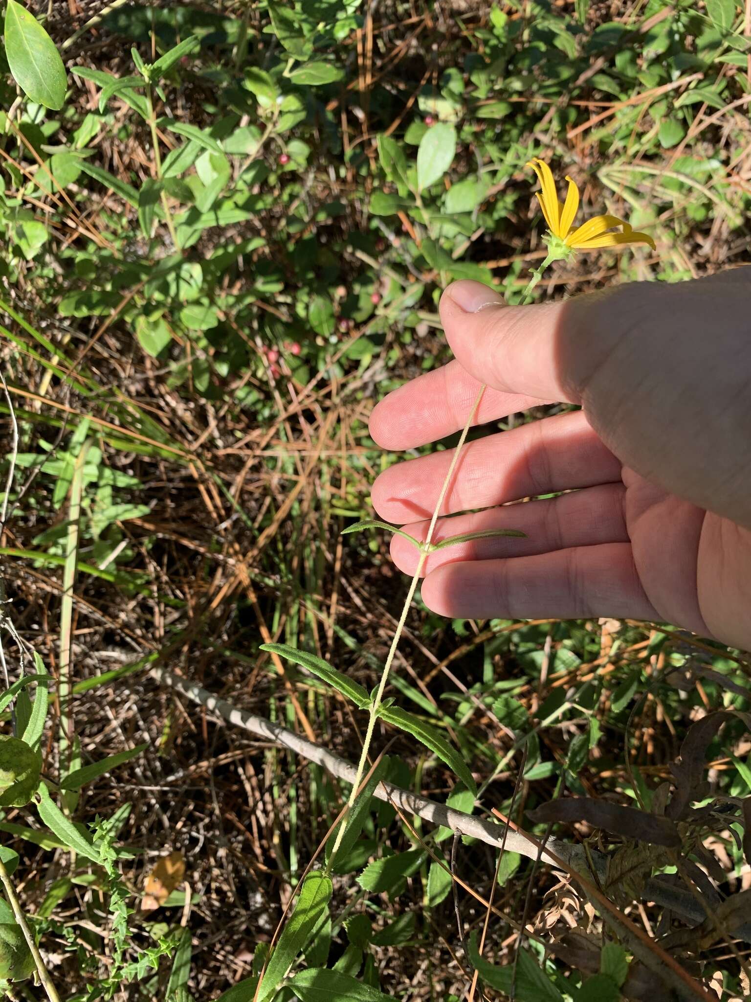 Image of Florida Sunflower