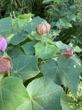 Plancia ëd Hibiscus indicus (Burm. fil.) Hochr.