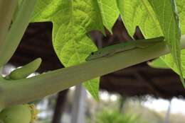 Imagem de Phelsuma v-nigra comoraegrandensis Meier 1986