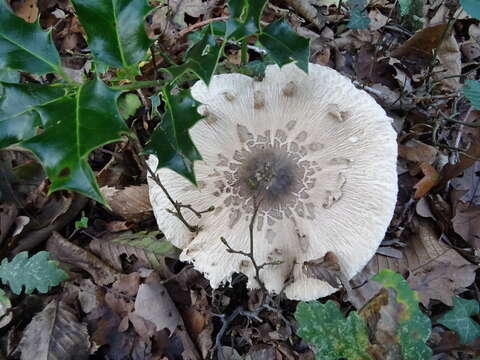 Image of Macrolepiota fuliginosa (Barla) Bon 1977