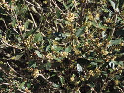 Phillyrea latifolia L. resmi