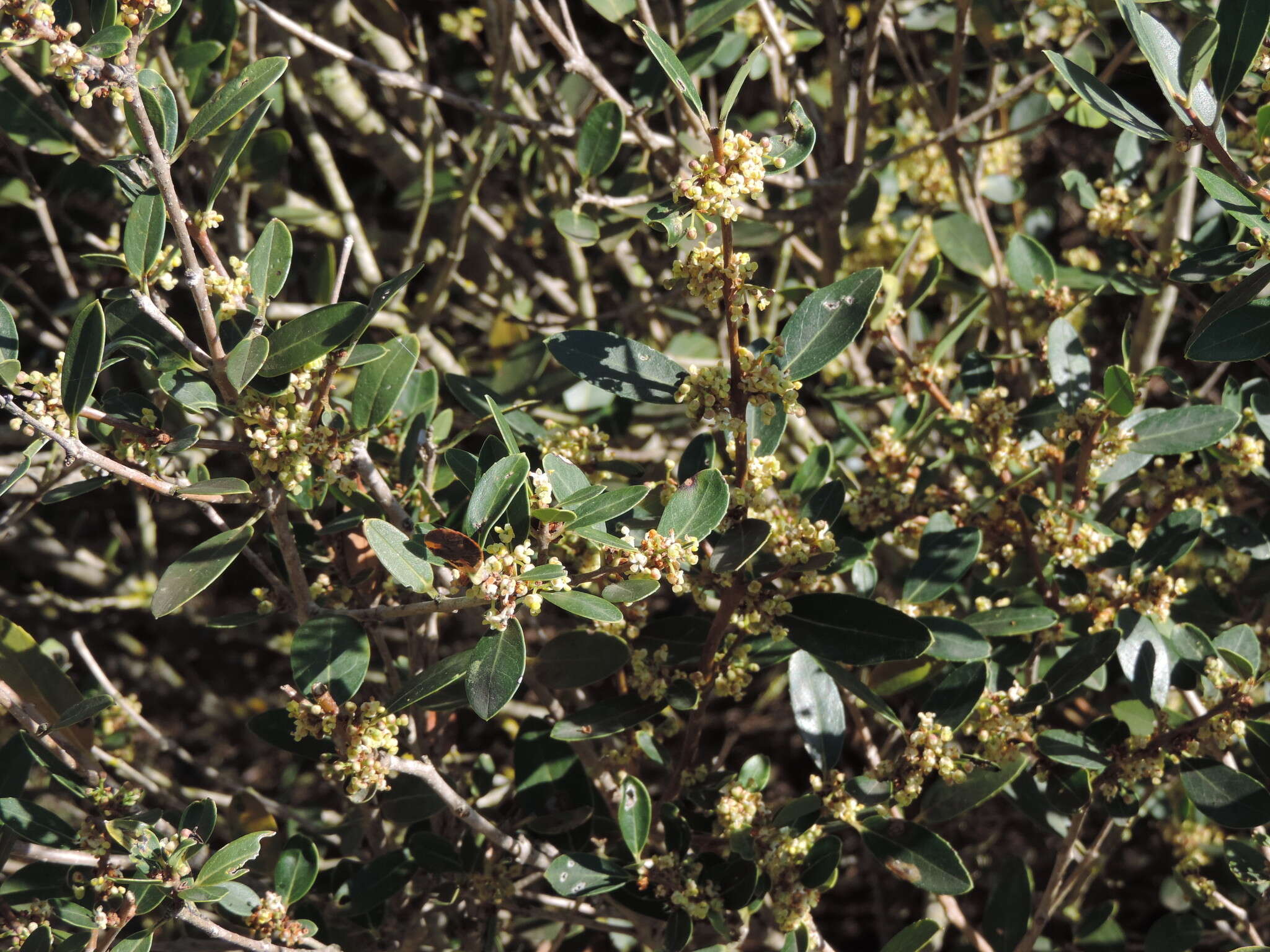 Image of Green Olive Tree