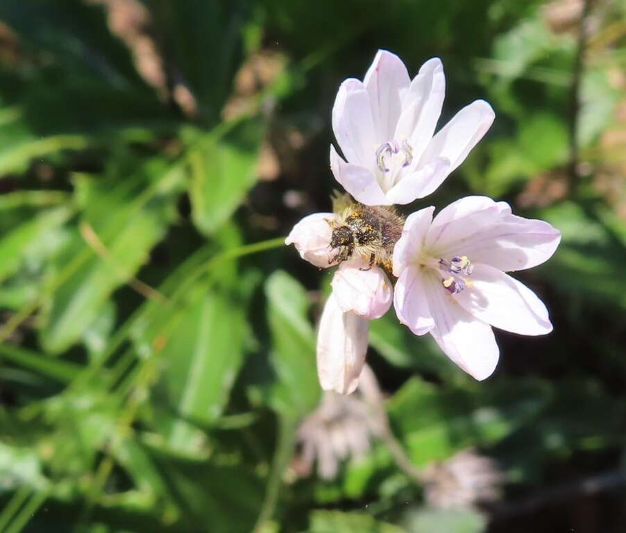 Image of Ixia flexuosa L.