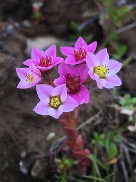 Image of hairy stonecrop