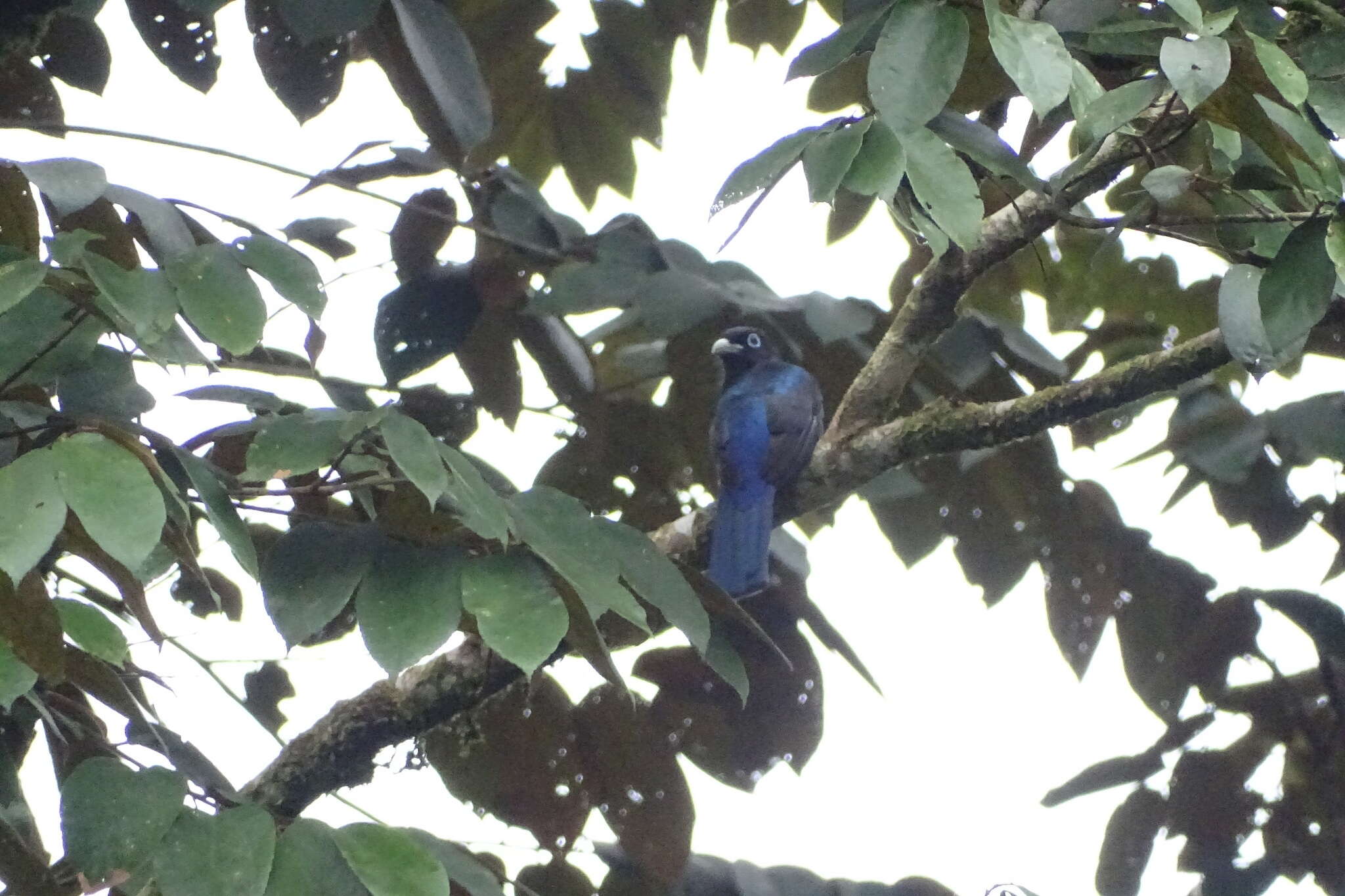 Image of Baird's Trogon