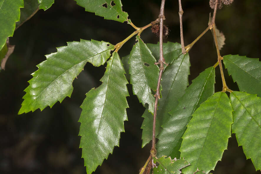 Image of black wattle