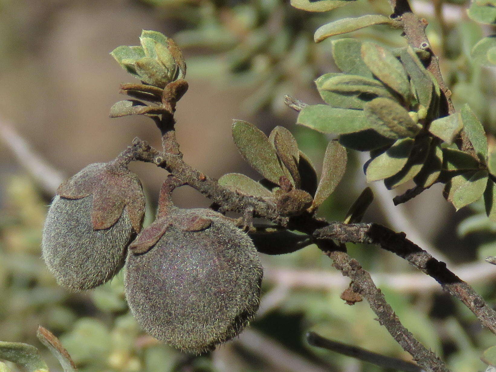 Sivun Diospyros pubescens var. microphylla (Burch.) kuva