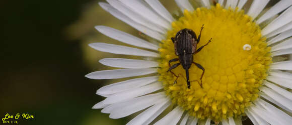 Anthonomus bisignifer Schenkling, S. & Marshall G. A. K. 1934 resmi