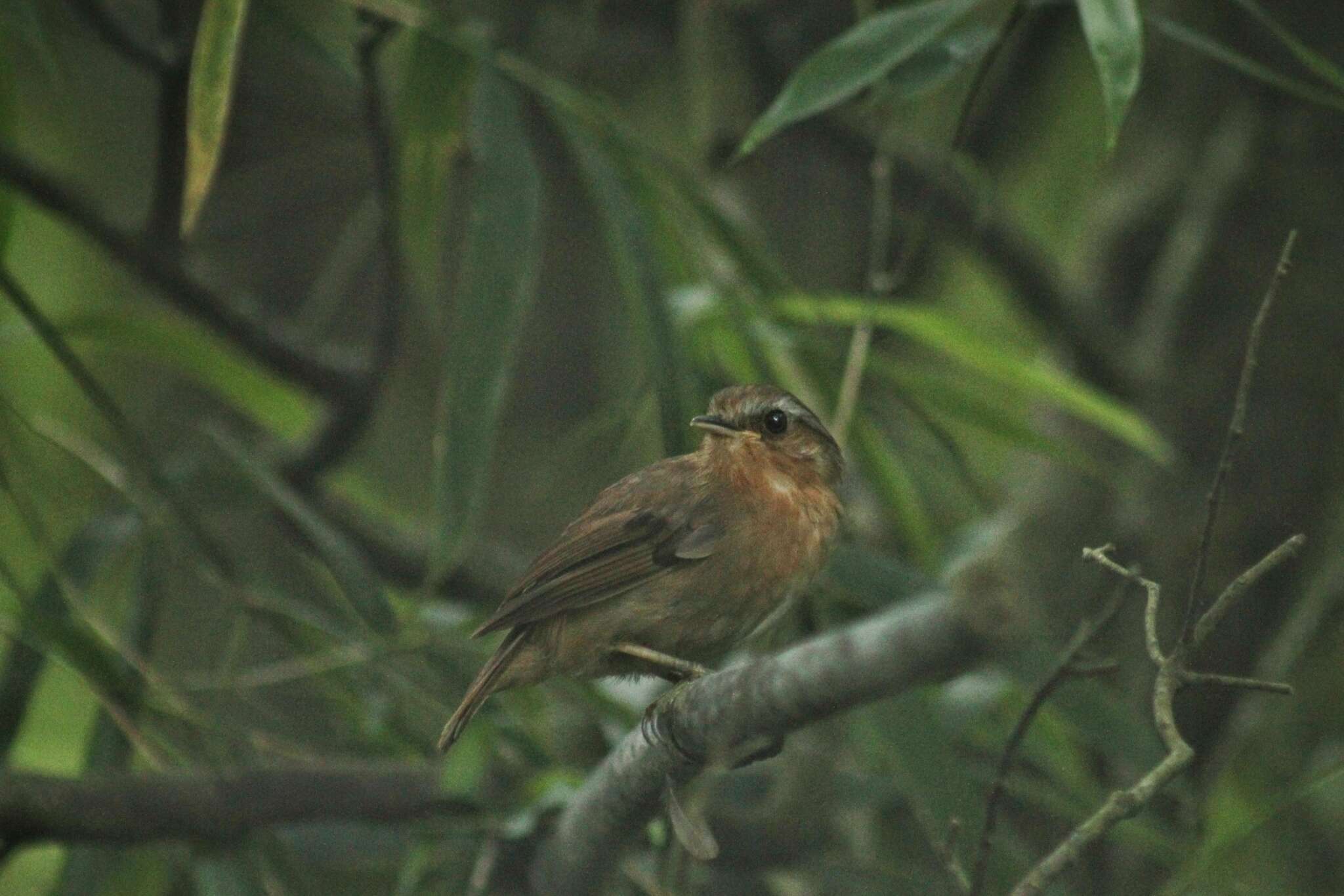 Image of Rufous Gnateater