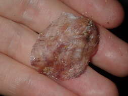 Image of foliate oyster