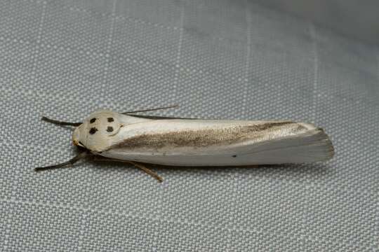 Слика од Ilemodes heterogyna Hampson 1900