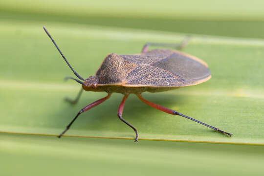 Image of Acidomeria sordida (Berg 1879)