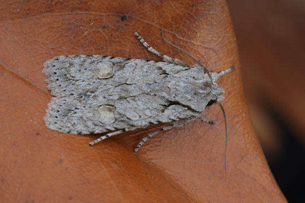 Image of grey shoulder-knot