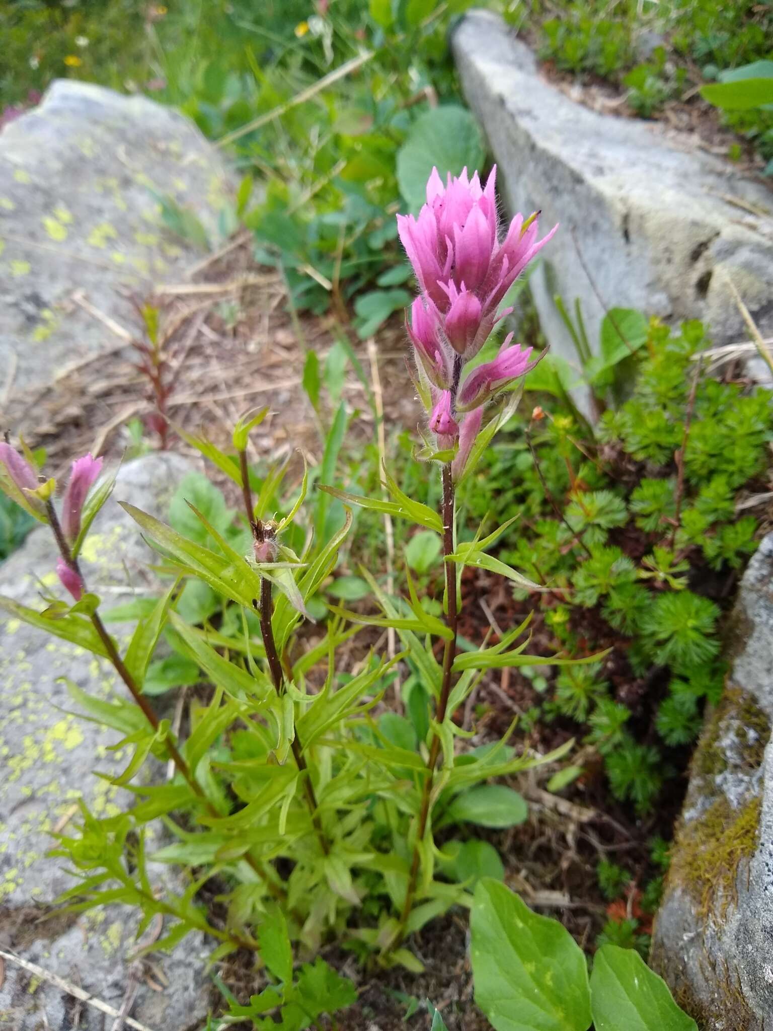 Image of Olympic Indian paintbrush