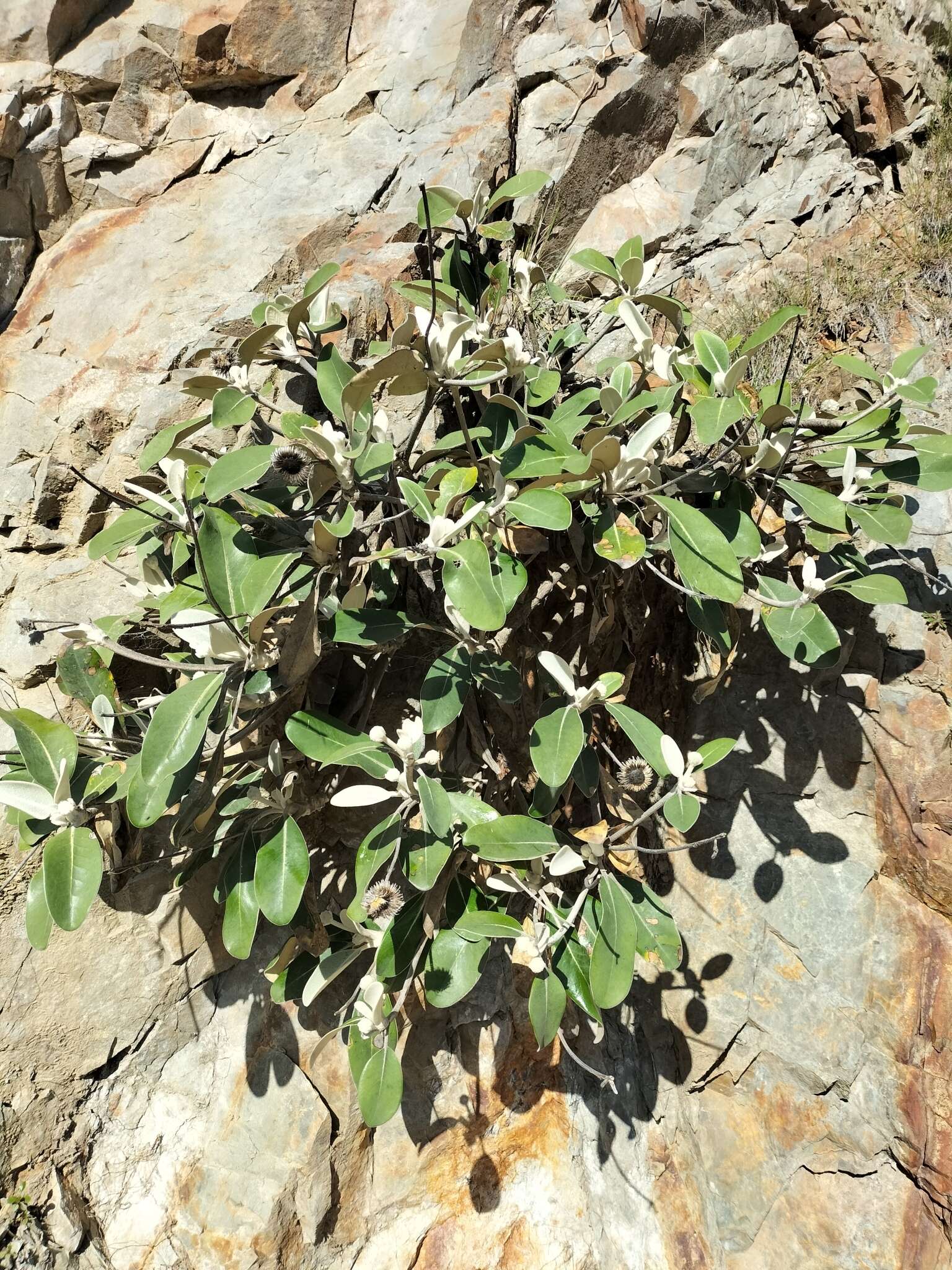 Image of Pachystegia insignis (Hook. fil.) Cheesem.