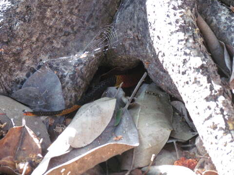 Image of Speckled coral snake