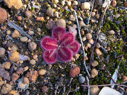 Image of Drosera erythrorhiza subsp. squamosa (Benth.) N. Marchant & Lowrie