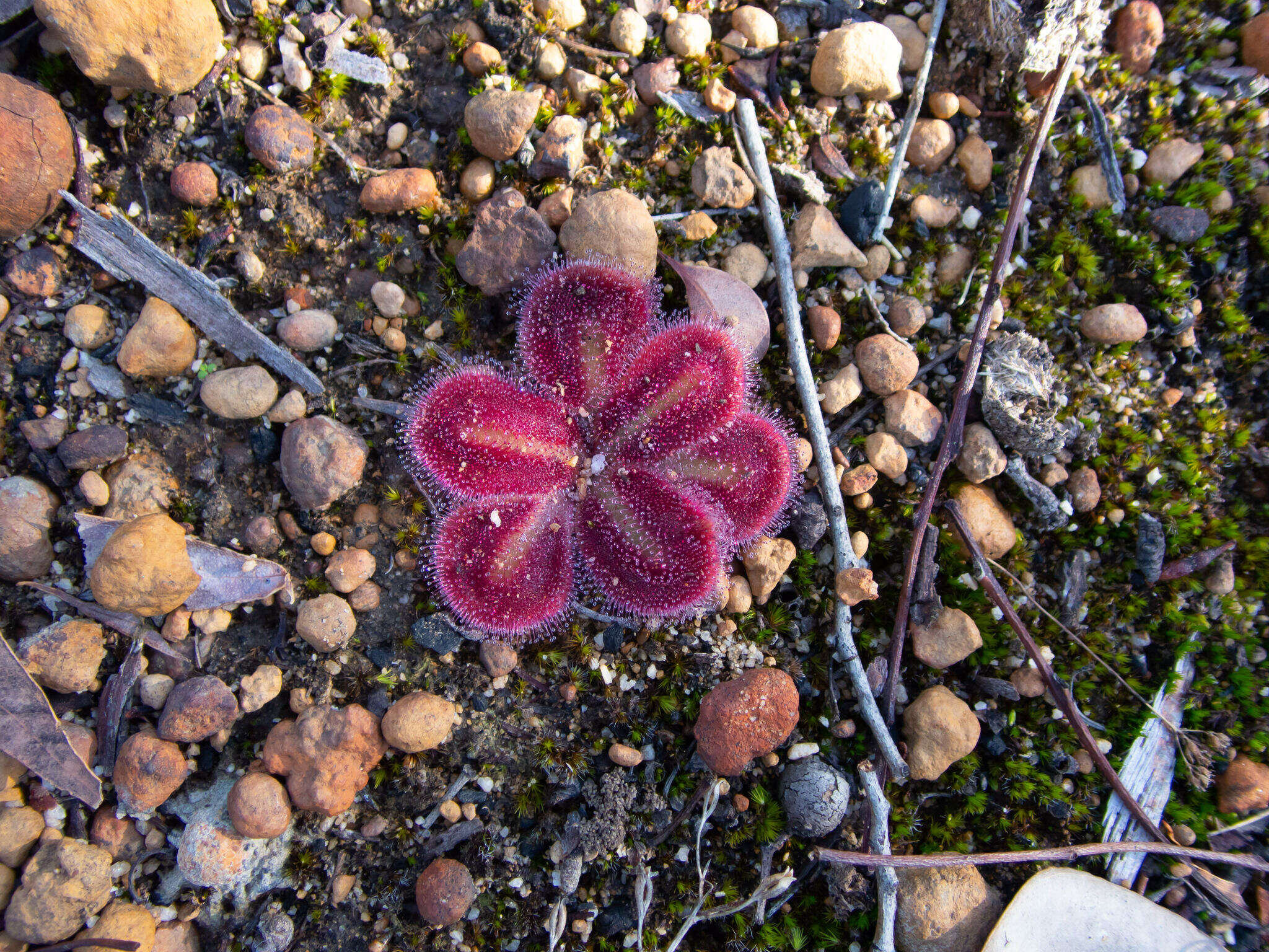 Image of Drosera erythrorhiza subsp. squamosa (Benth.) N. Marchant & Lowrie