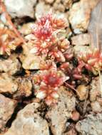 Image de Sedum vinicolor S. Wats.