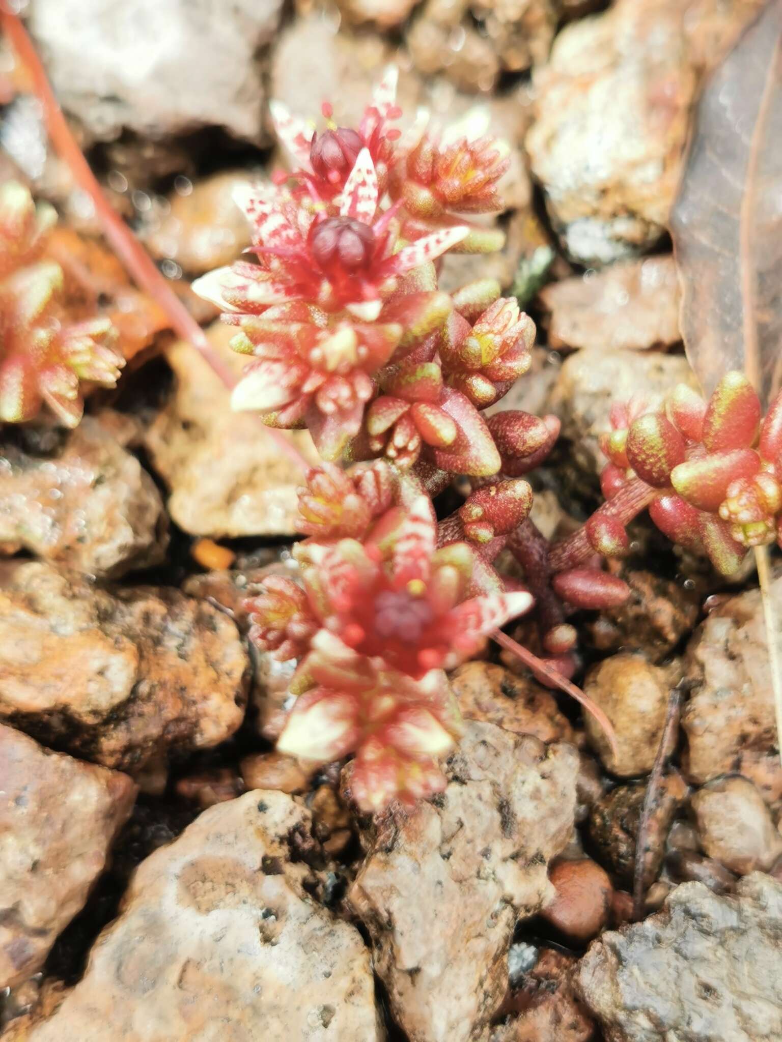 Image of Sedum vinicolor S. Wats.