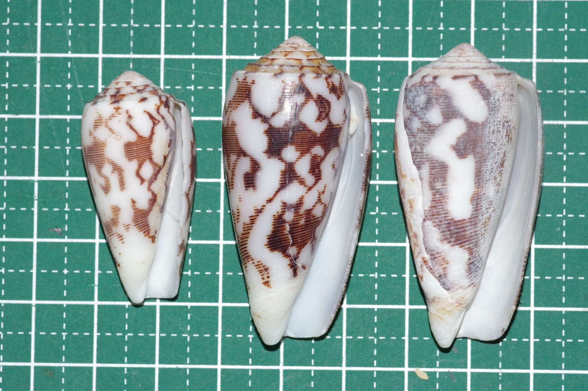 Image of Striated cone snail