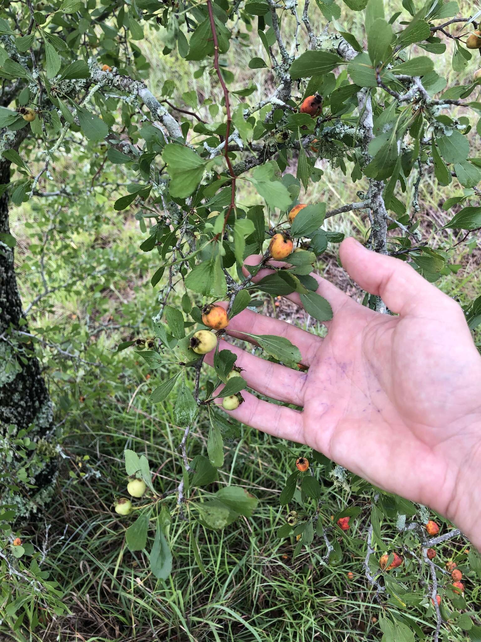 Crataegus lassa Beadle resmi