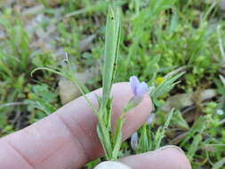 Lathyrus pusillus Elliott resmi