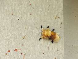 Image of Southern Flannel Moth