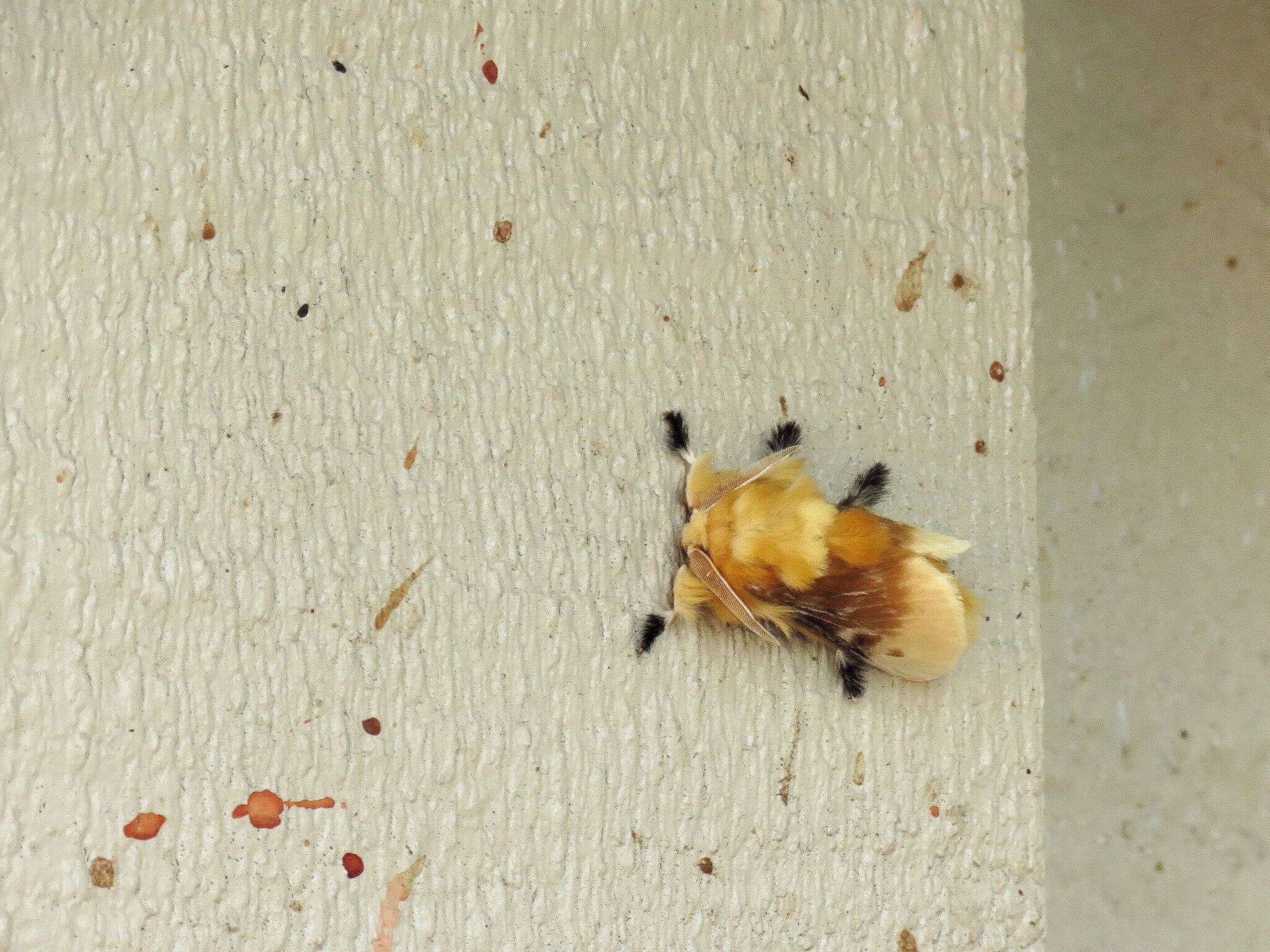 Image of Southern Flannel Moth